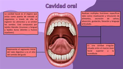 cavidad oral - cavidad oral